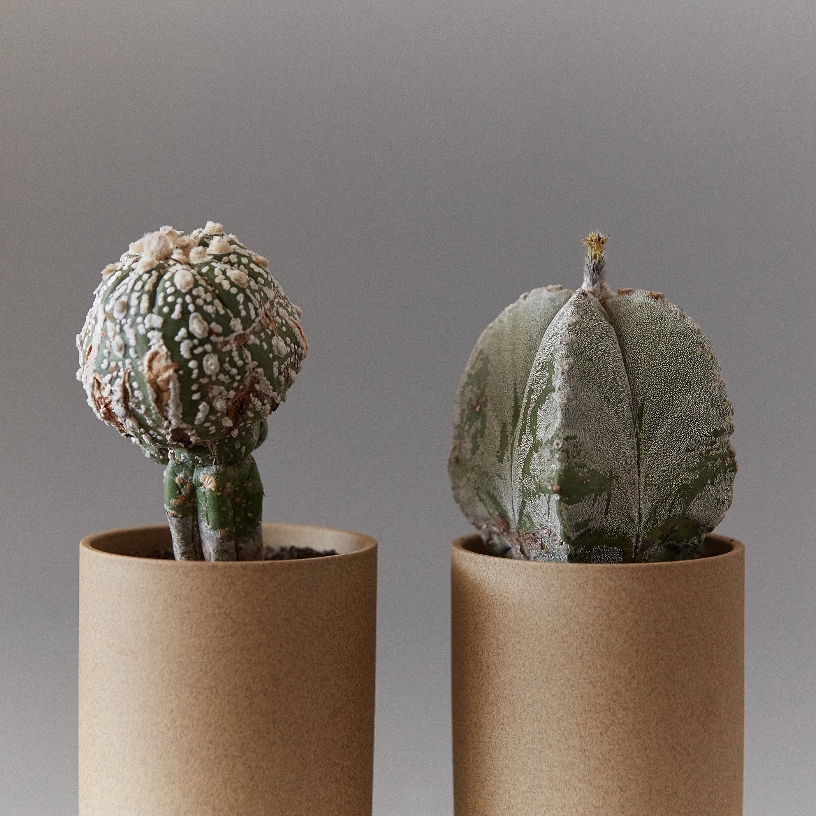 Hasami Porcelain - Planter Set - Large – JINEN