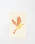 MISUZUDO Post Cards | Tortoise General Store