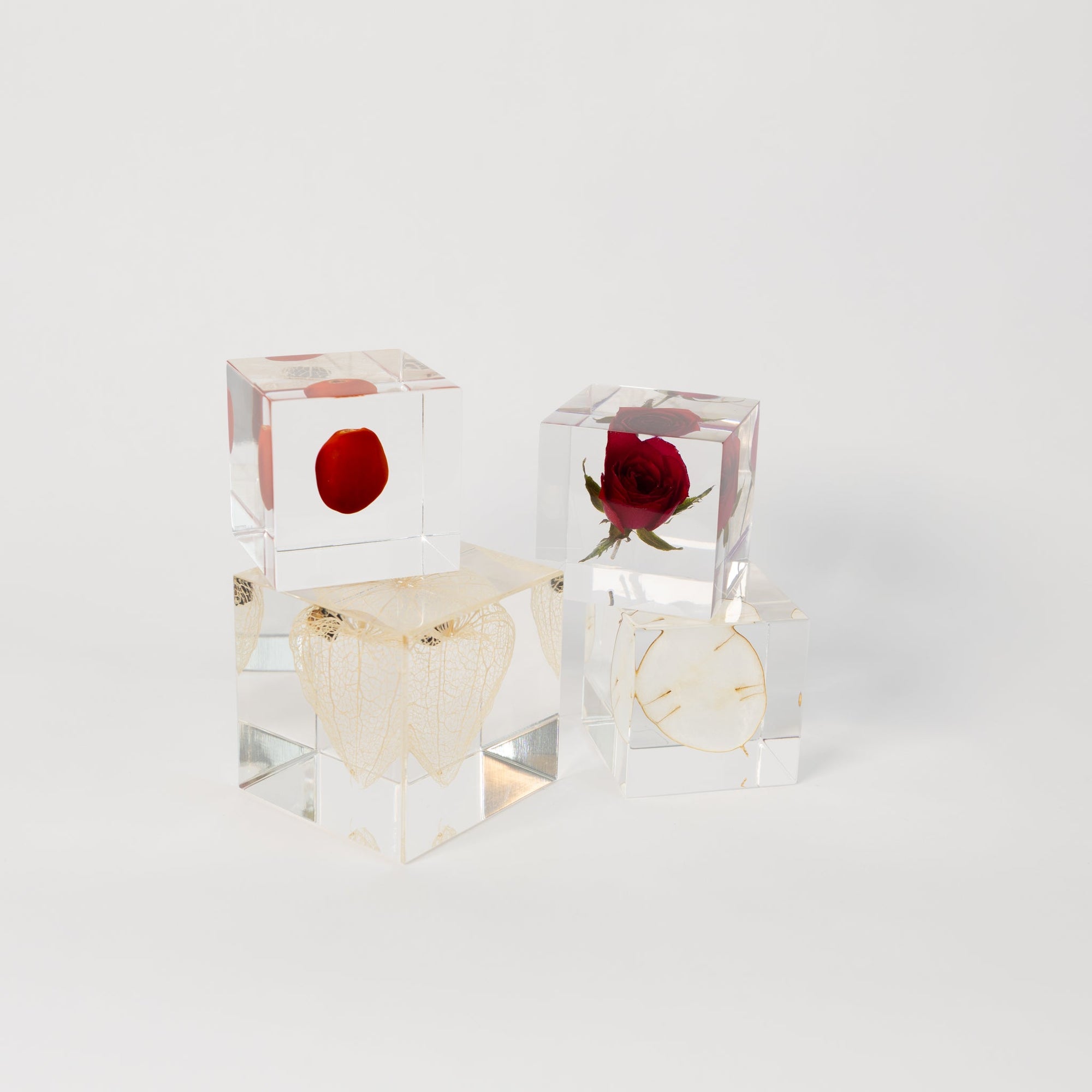 Sola Cubes - Seeds & Plants | Tortoise General Store