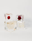 Sola Cubes - Seeds & Plants | Tortoise General Store