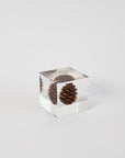 Sola Cubes - Seeds & Plants | Tortoise General Store