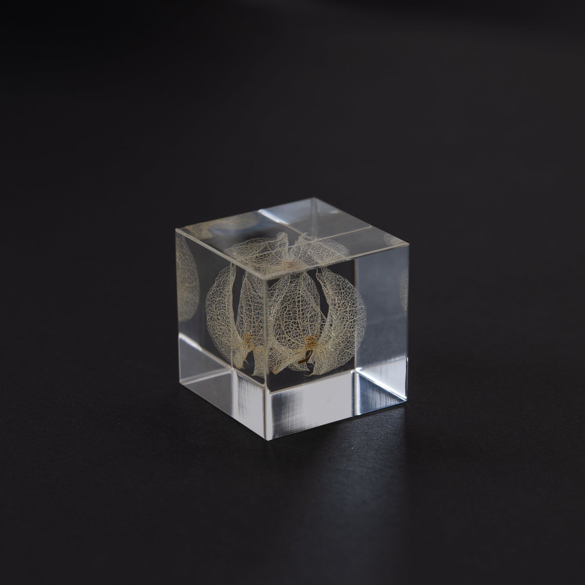 Sola Cubes - Seeds & Plants | Tortoise General Store