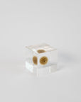 Sola Cubes - Seeds & Plants | Tortoise General Store