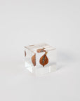 Sola Cubes - Seeds & Plants | Tortoise General Store