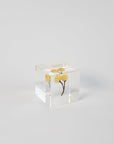 Sola Cubes - Seeds & Plants | Tortoise General Store