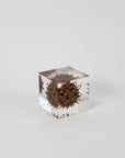 Sola Cubes - Seeds & Plants | Tortoise General Store