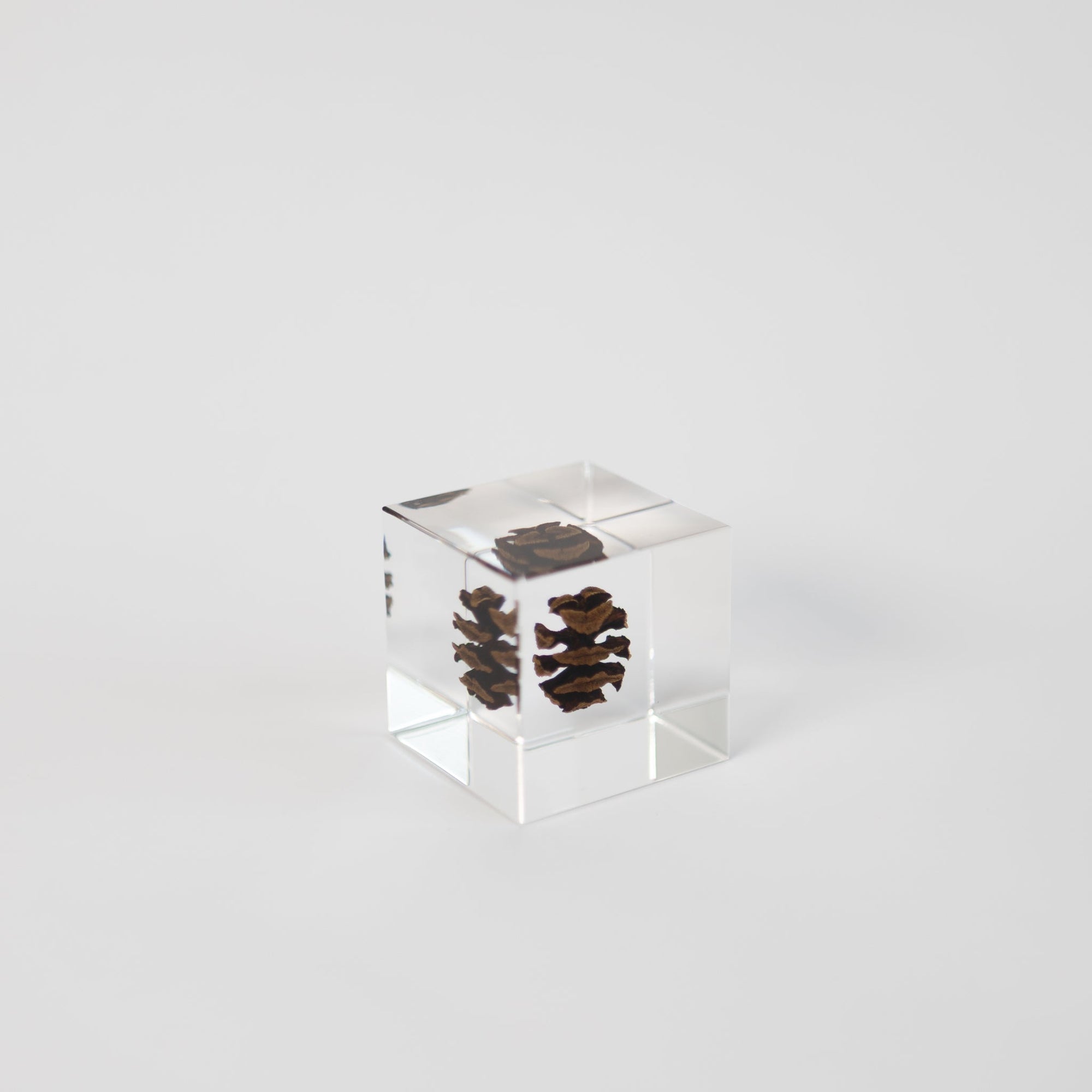 Sola Cubes - Seeds & Plants | Tortoise General Store