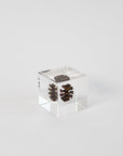Sola Cubes - Seeds & Plants | Tortoise General Store