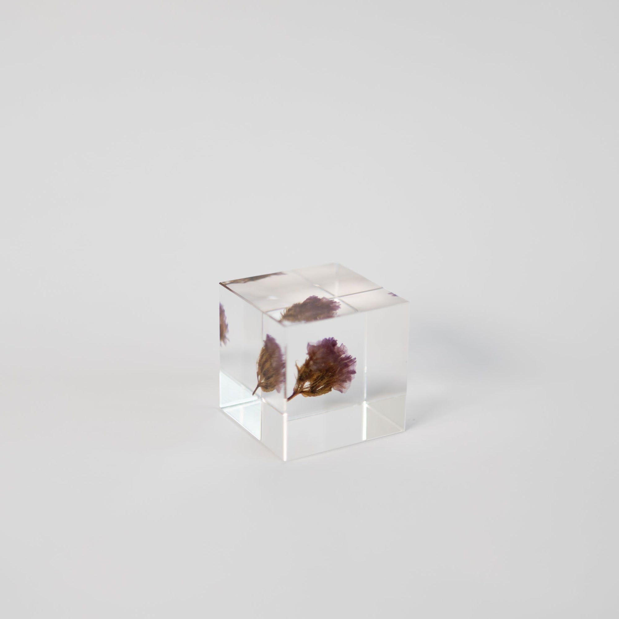 Sola Cubes - Seeds & Plants | Tortoise General Store