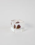 Sola Cubes - Seeds & Plants | Tortoise General Store