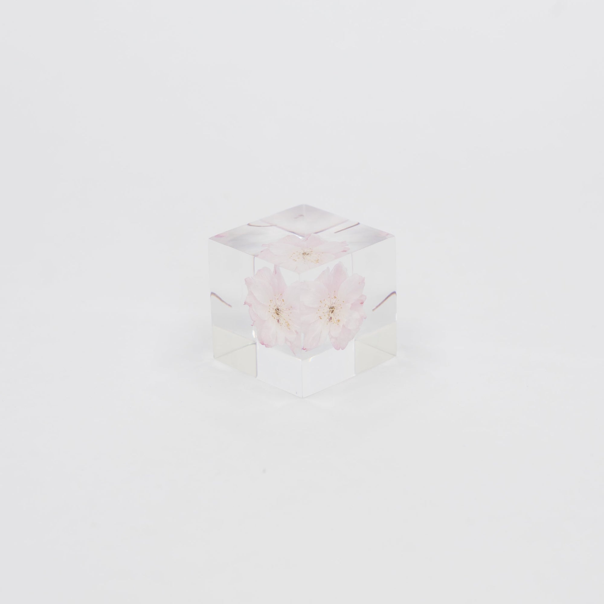 Sola Cubes - Seeds & Plants | Tortoise General Store