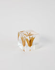 Sola Cubes - Seeds & Plants | Tortoise General Store