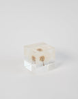 Sola Cubes - Seeds & Plants | Tortoise General Store