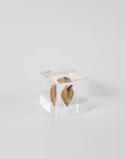 Sola Cubes - Seeds & Plants | Tortoise General Store