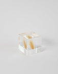 Sola Cubes - Seeds & Plants | Tortoise General Store