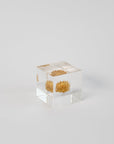 Sola Cubes - Seeds & Plants | Tortoise General Store