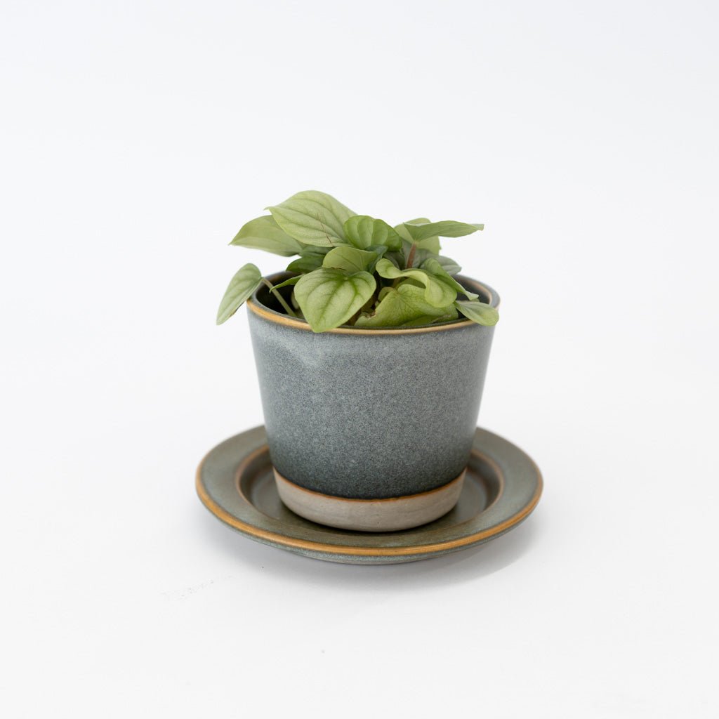 small planter with saucer WRF Small Planter & Saucer Set