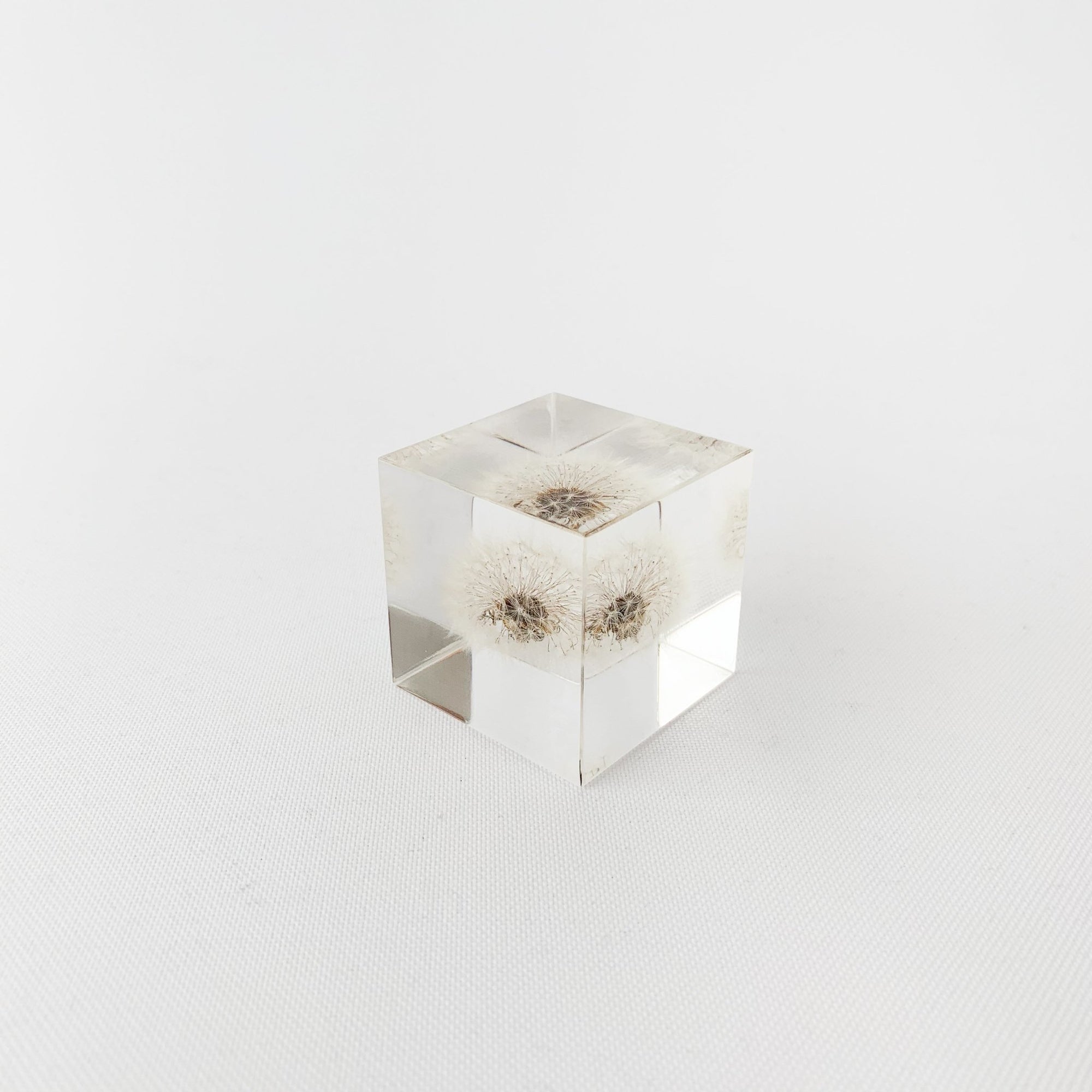 Dandelion - Sola Cube - tortoise general store