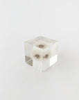 Dandelion - Sola Cube - tortoise general store