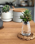 F/style Shina Bark Trivet - tortoise general store