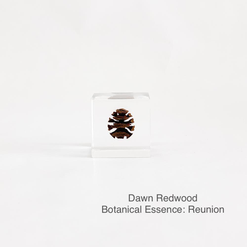 Dawn Redwood with Botanical Essence: Reunion