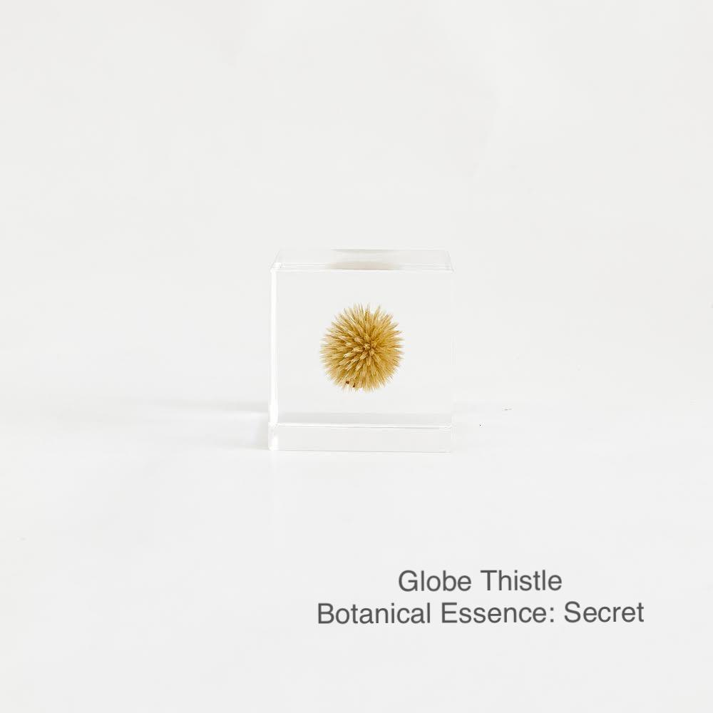 Globe Thistle with Botanical Essence: Secret