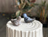 Tortoise Staff's Animal Favorites - A Round-Up! - tortoise general store