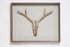 #16 - Driftwood Hunting Trophy #2 (All Around You, 2024) by Mitsuru Koga | Tortoise General Store