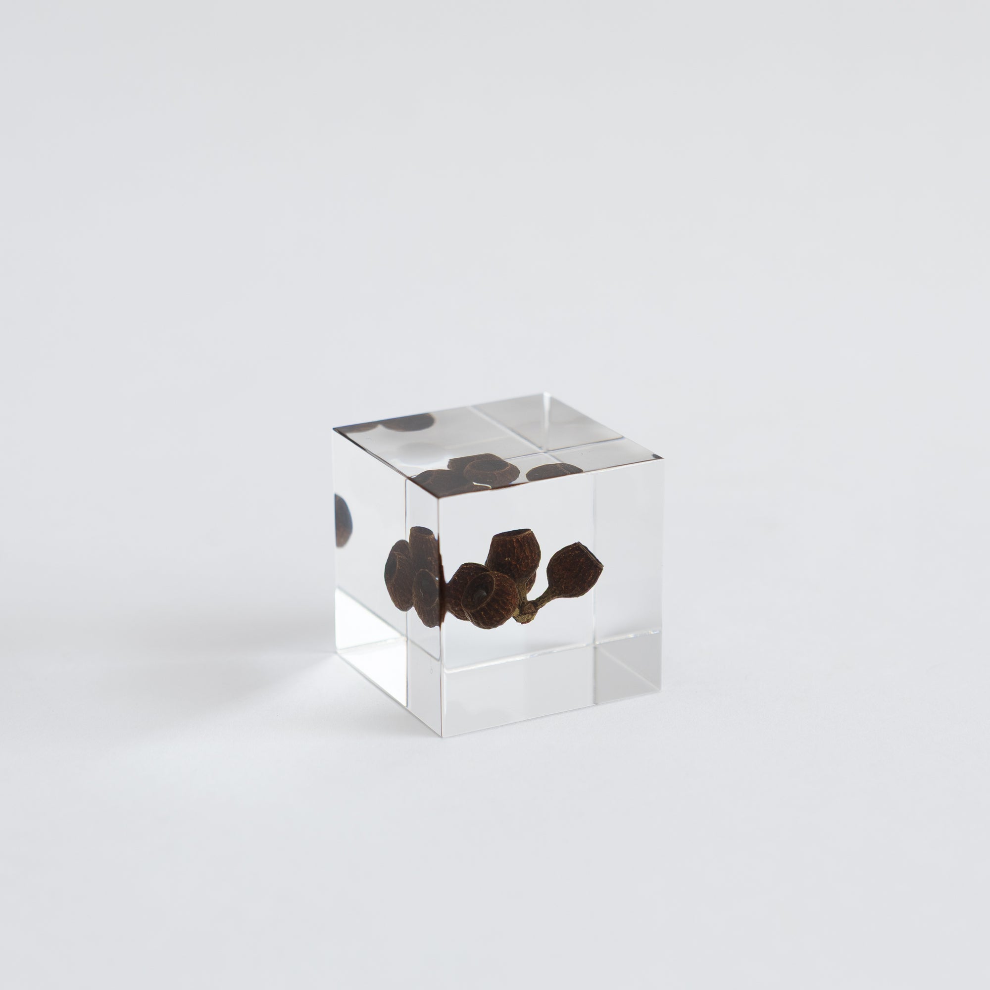 Sola Cubes - Seeds &amp; Plants