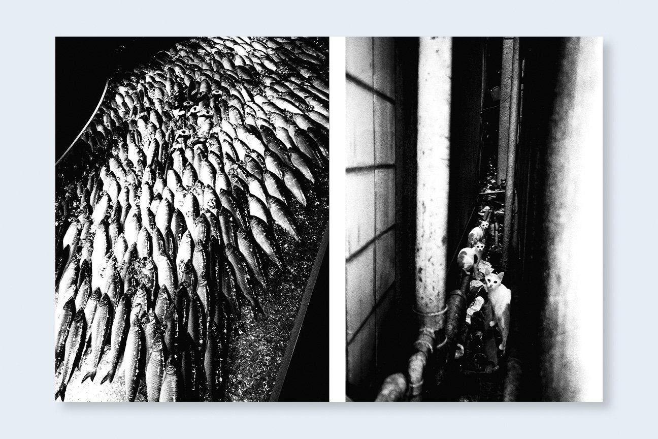 Daido Moriyama Shinju 限定版 117/300 AVO TAVITIAN & DAIDO MORIYAMA | Los Angeles x Shinjuku | Tortoise
