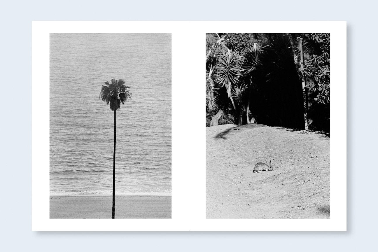 Daido Moriyama Shinju 限定版 117/300 AVO TAVITIAN & DAIDO MORIYAMA | Los Angeles x Shinjuku | Tortoise