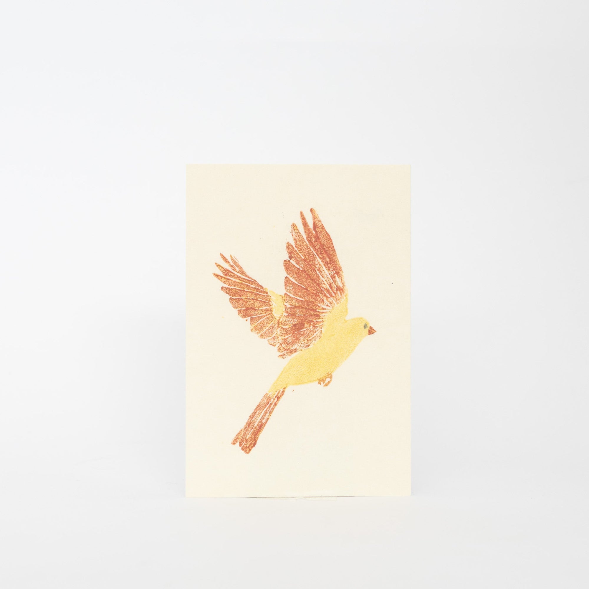 MISUZUDO Post Cards | Tortoise General Store