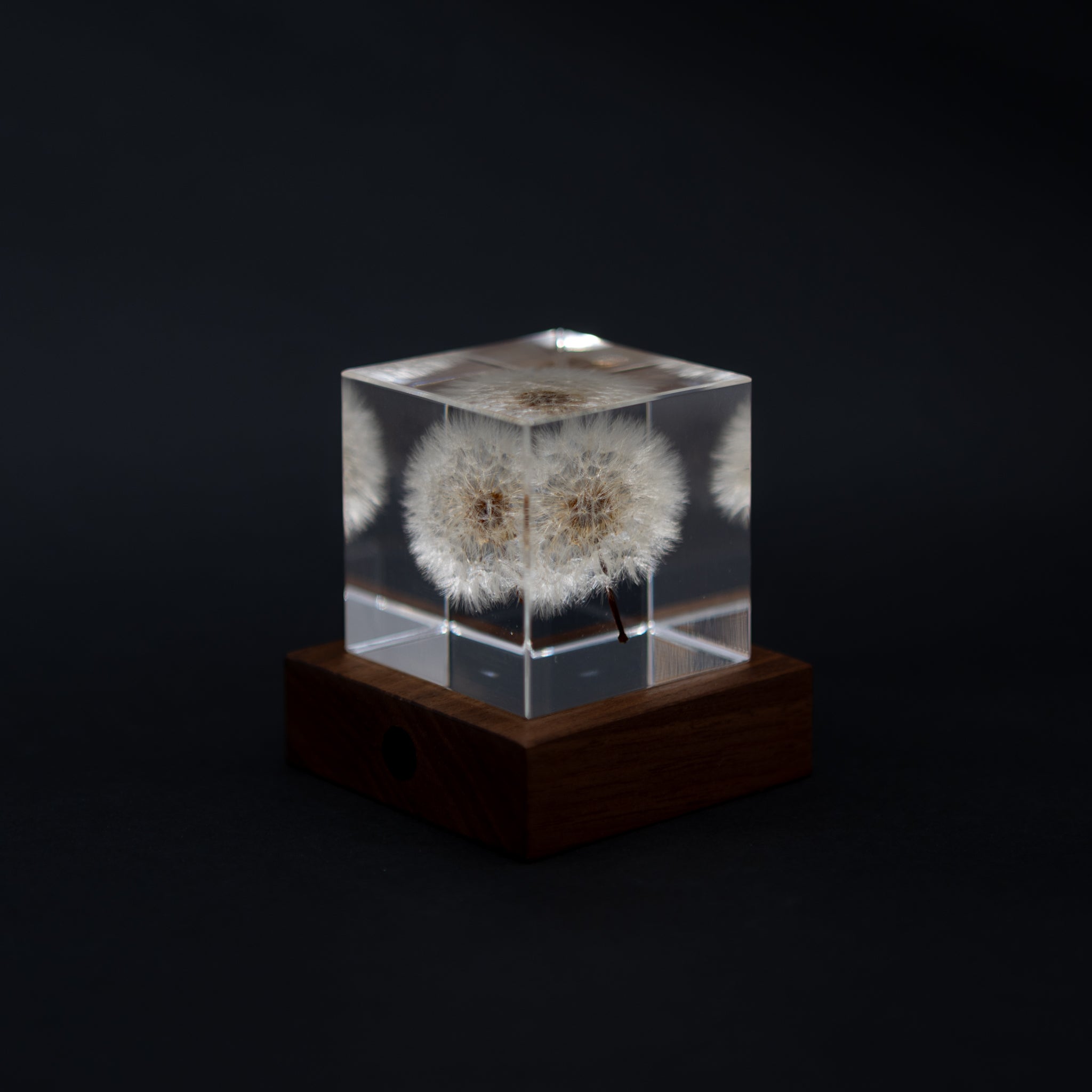 Sola Cube Collection – tortoise general store