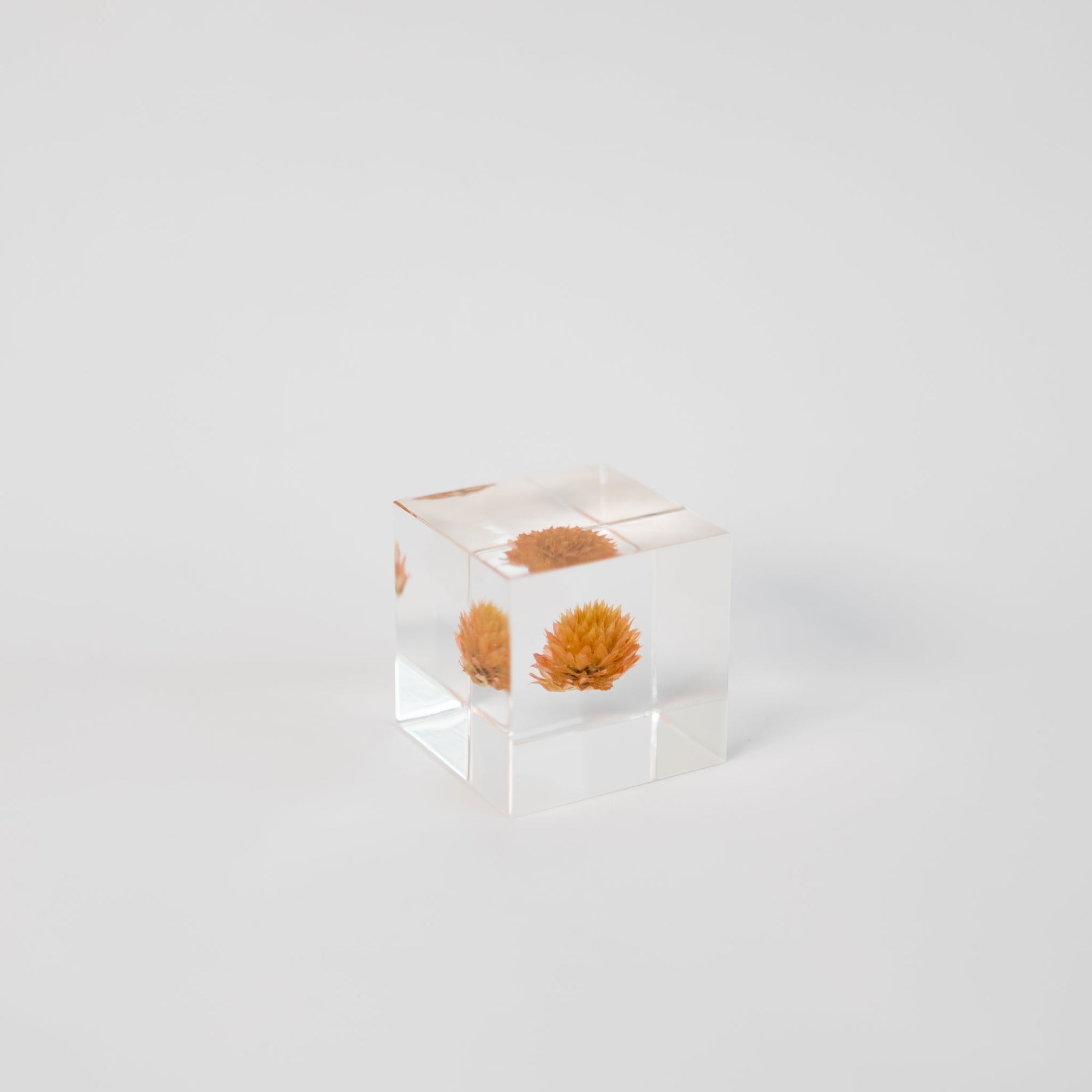 Sola Cubes - Seeds &amp; Plants | Tortoise General Store
