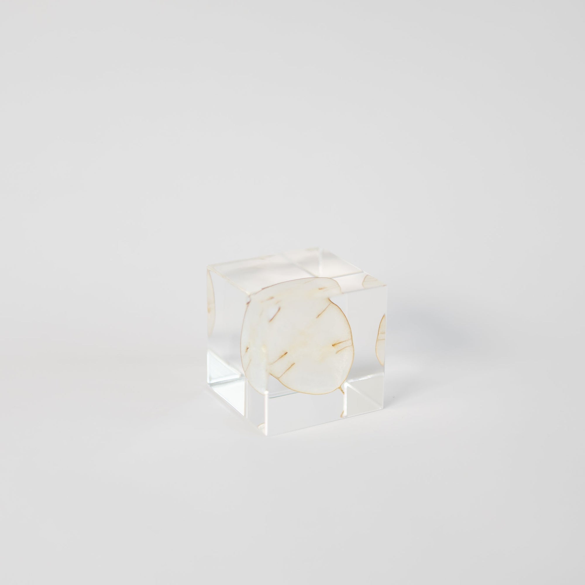 Sola Cubes - Seeds &amp; Plants | Tortoise General Store