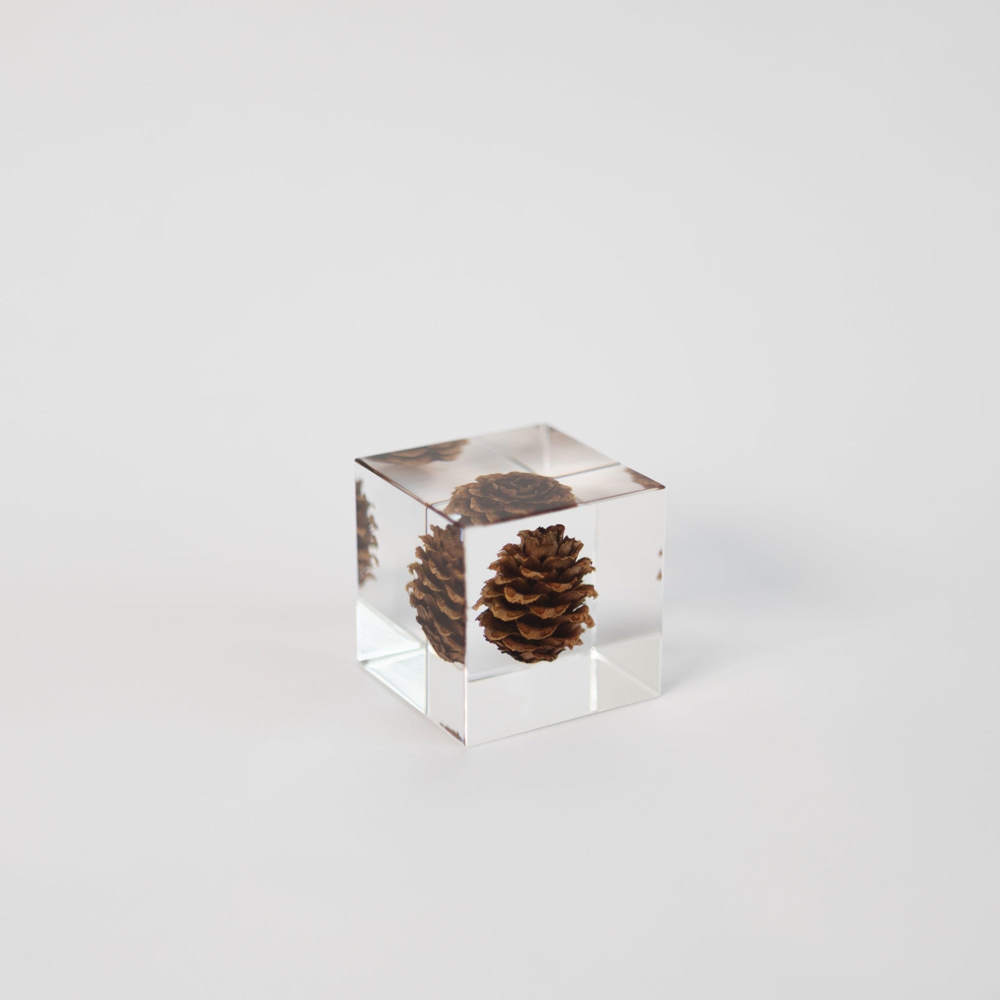 Sola Cubes - Seeds &amp; Plants | Tortoise General Store