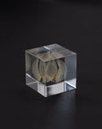 Sola Cubes - Seeds & Plants | Tortoise General Store