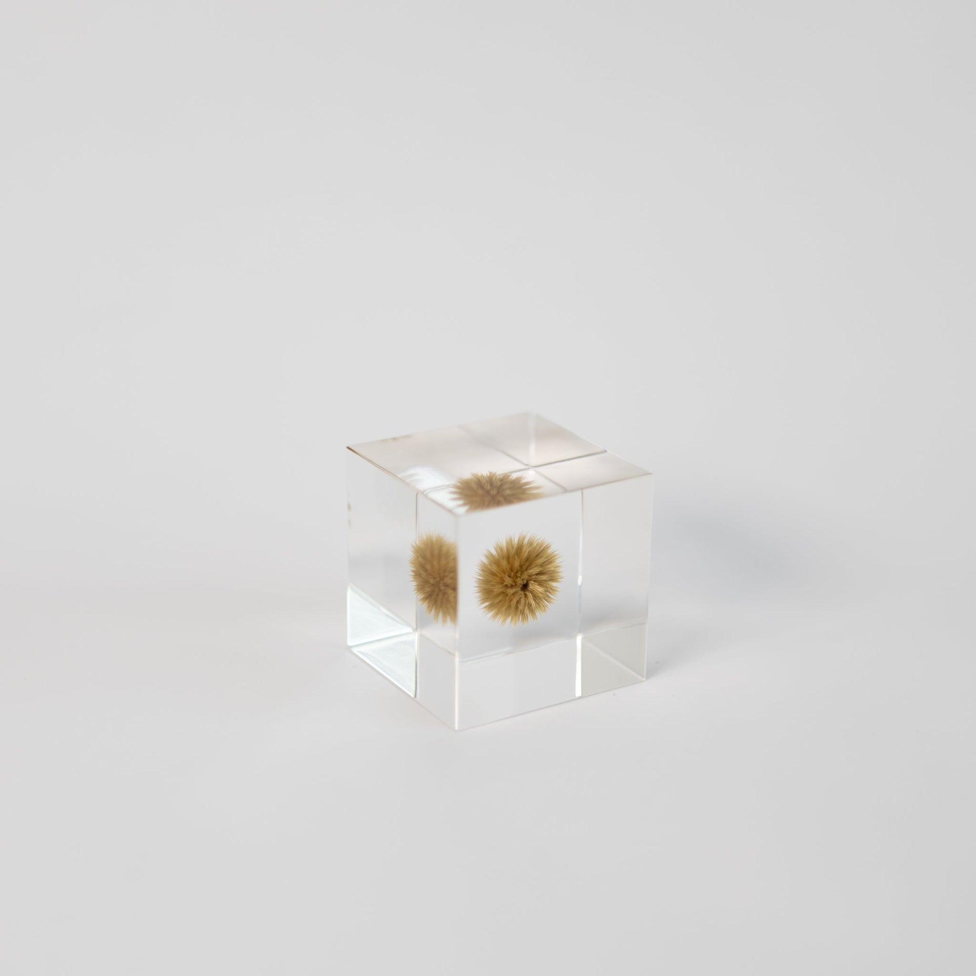 Sola Cubes - Seeds &amp; Plants | Tortoise General Store