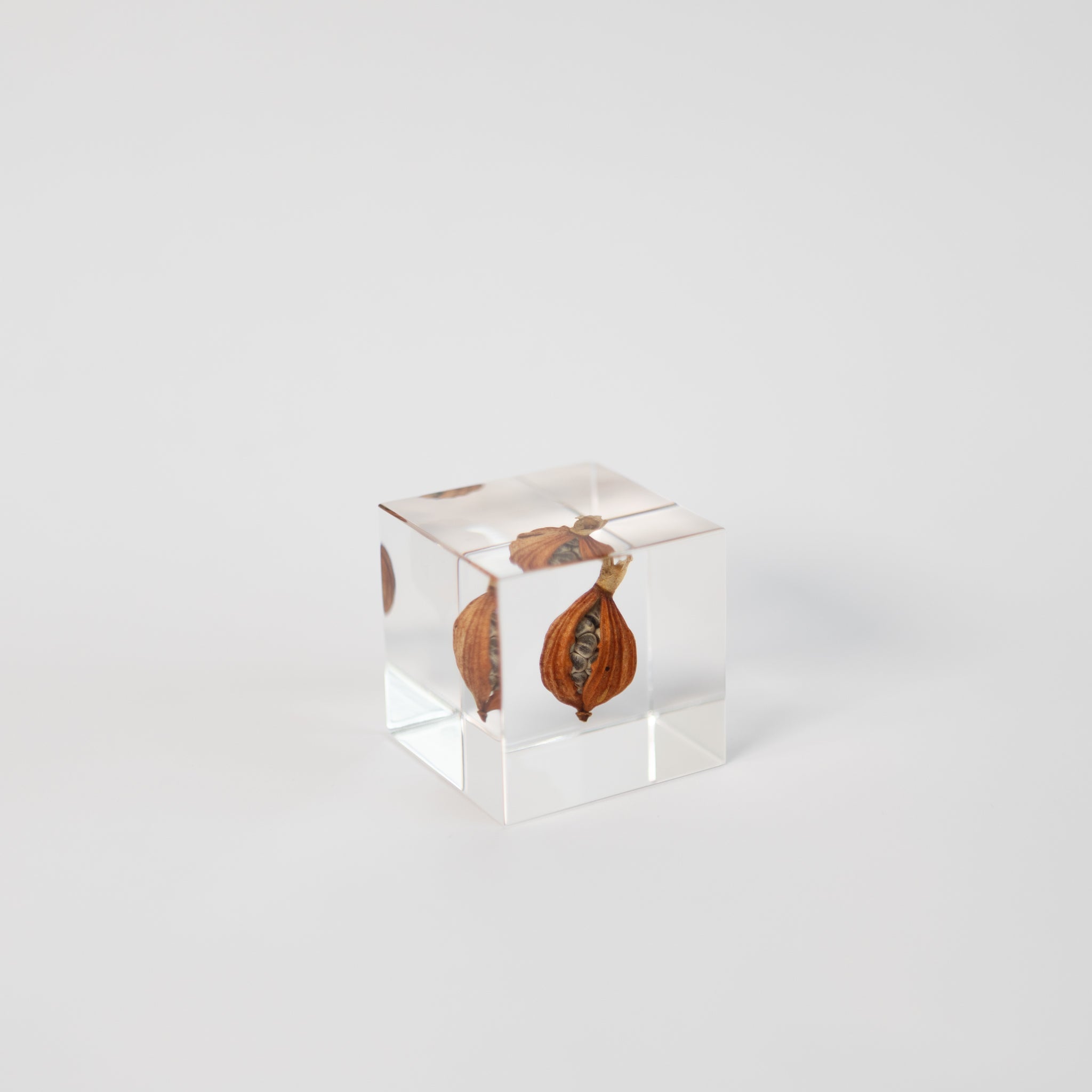 Sola Cubes - Seeds & Plants | Tortoise General Store