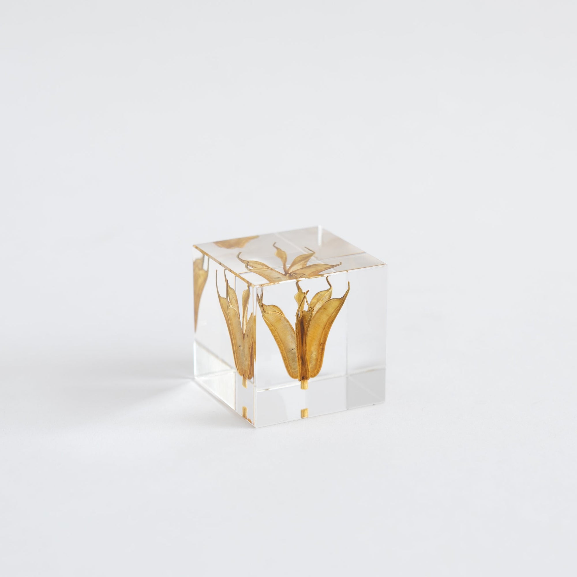 Sola Cubes - Seeds &amp; Plants | Tortoise General Store