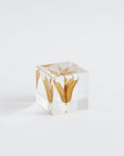Sola Cubes - Seeds & Plants | Tortoise General Store