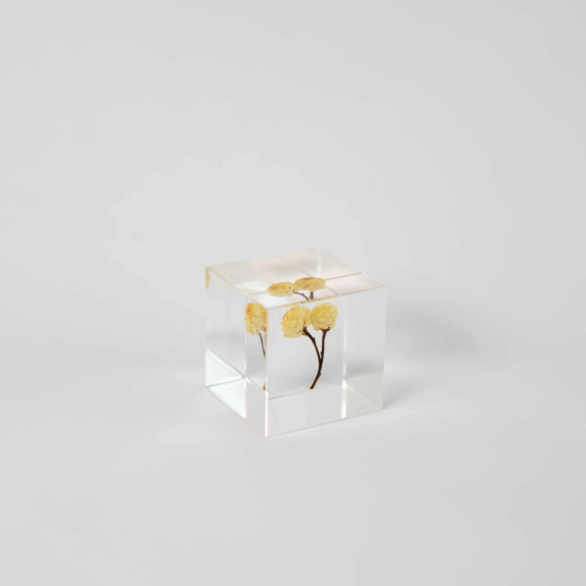 Sola Cubes - Seeds & Plants | Tortoise General Store