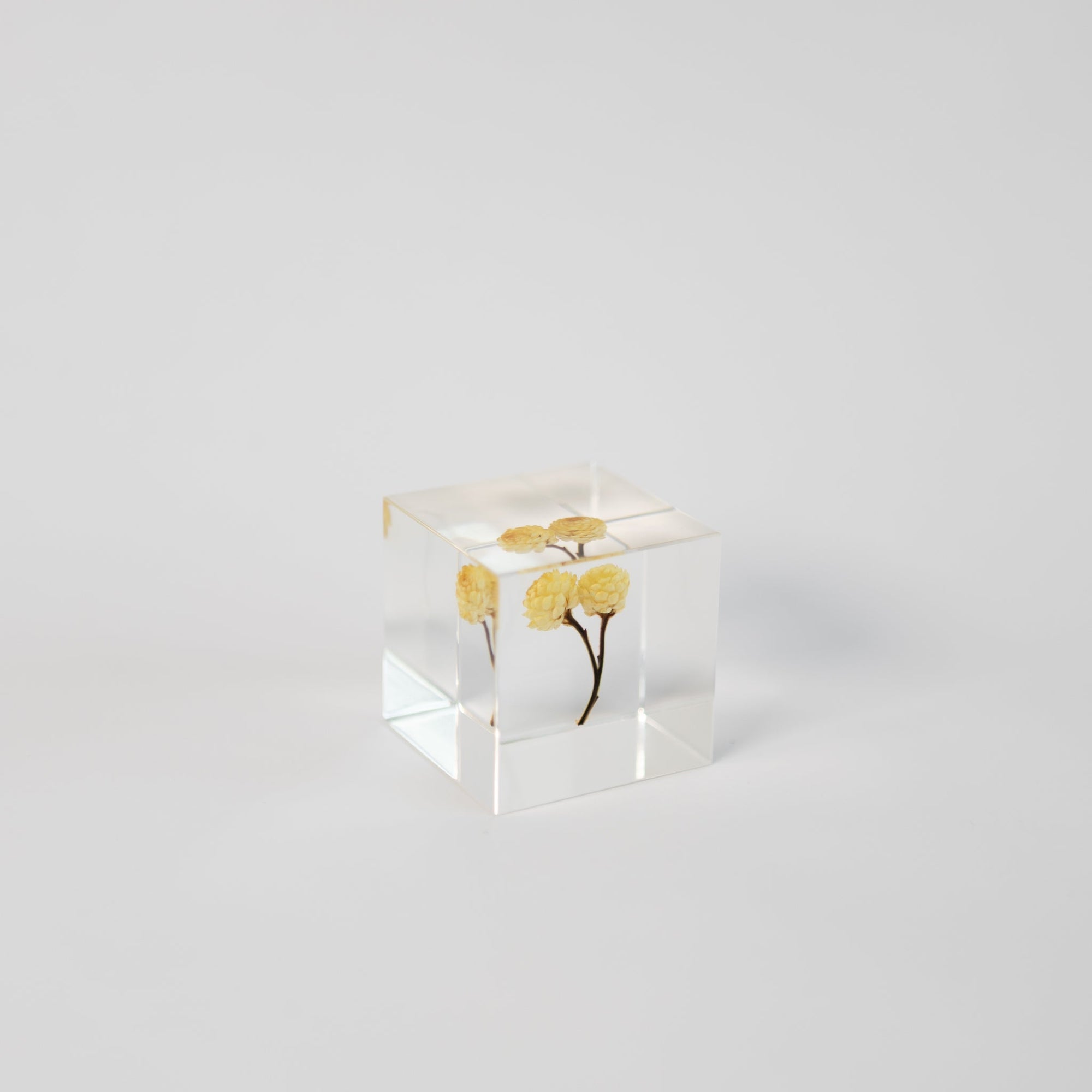 Sola Cubes - Seeds &amp; Plants | Tortoise General Store