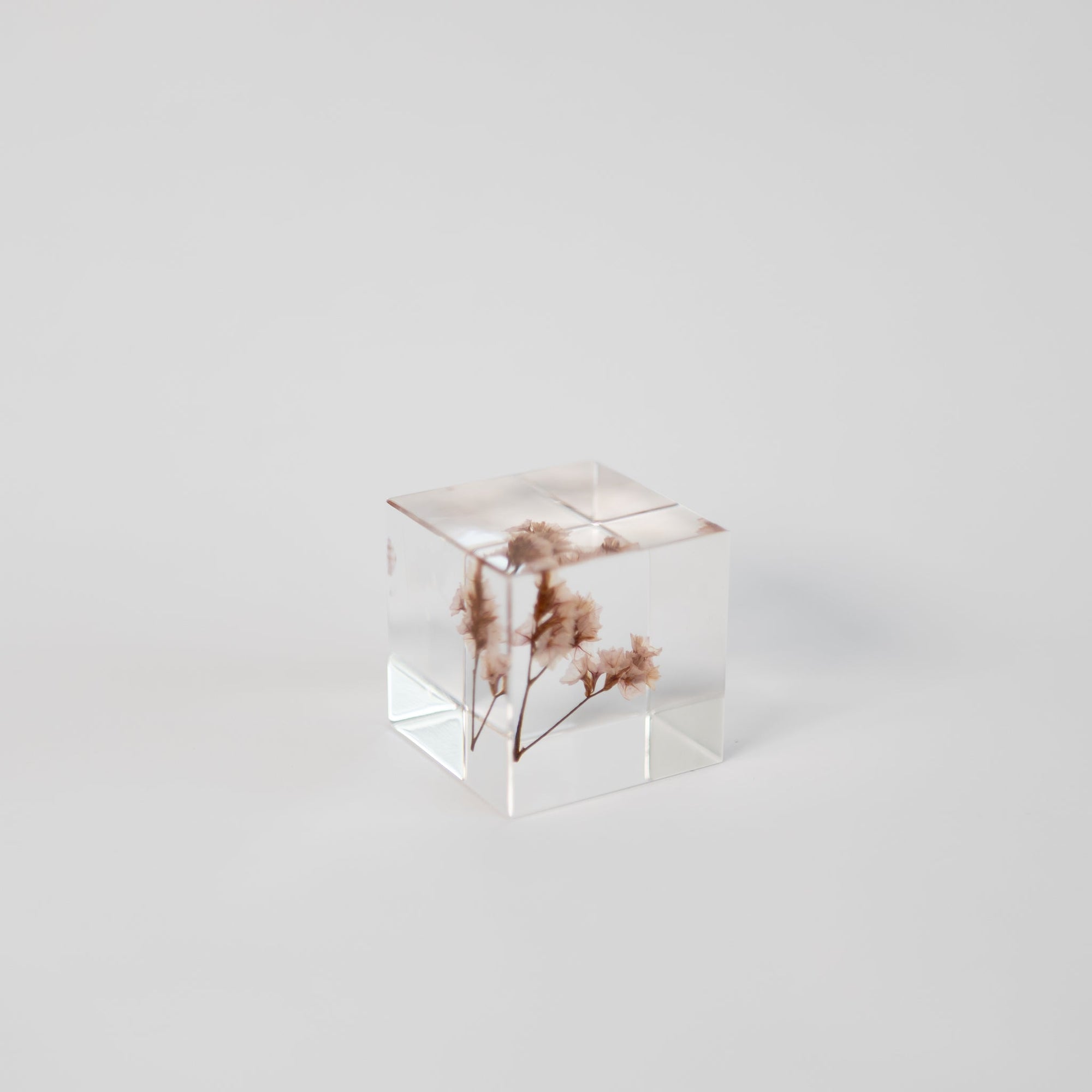 Sola Cubes - Seeds &amp; Plants | Tortoise General Store