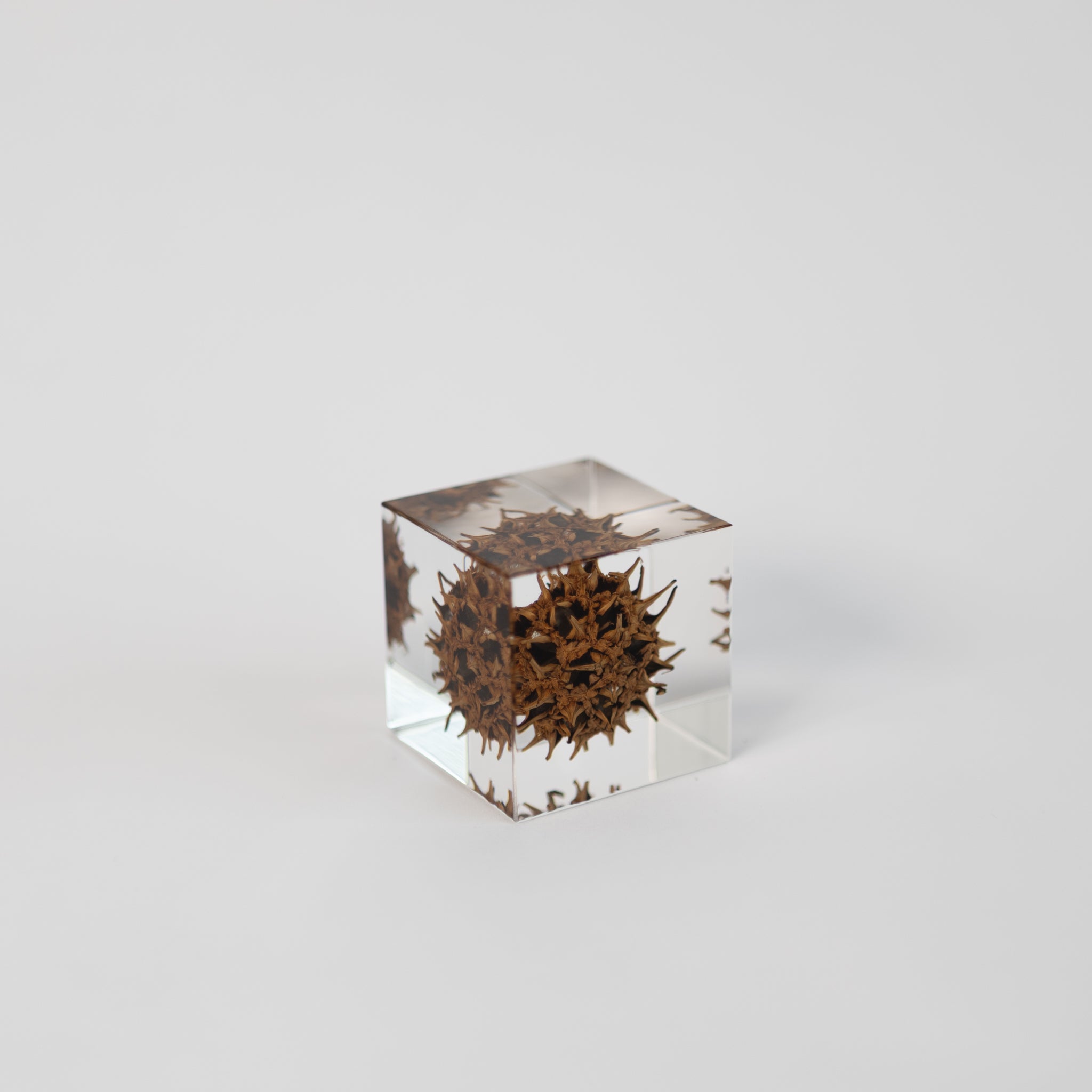 Sola Cubes - Seeds & Plants | Tortoise General Store