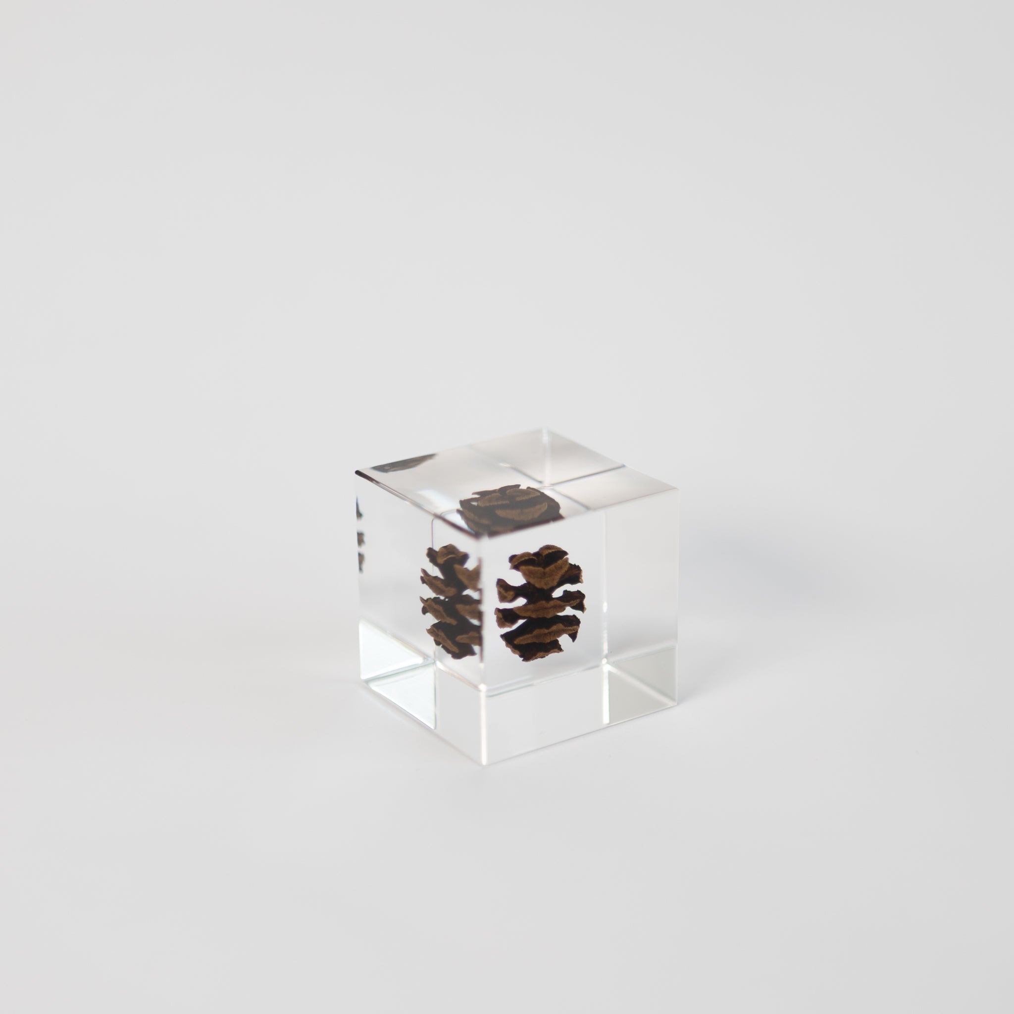 Sola Cubes - Seeds & Plants | Tortoise General Store