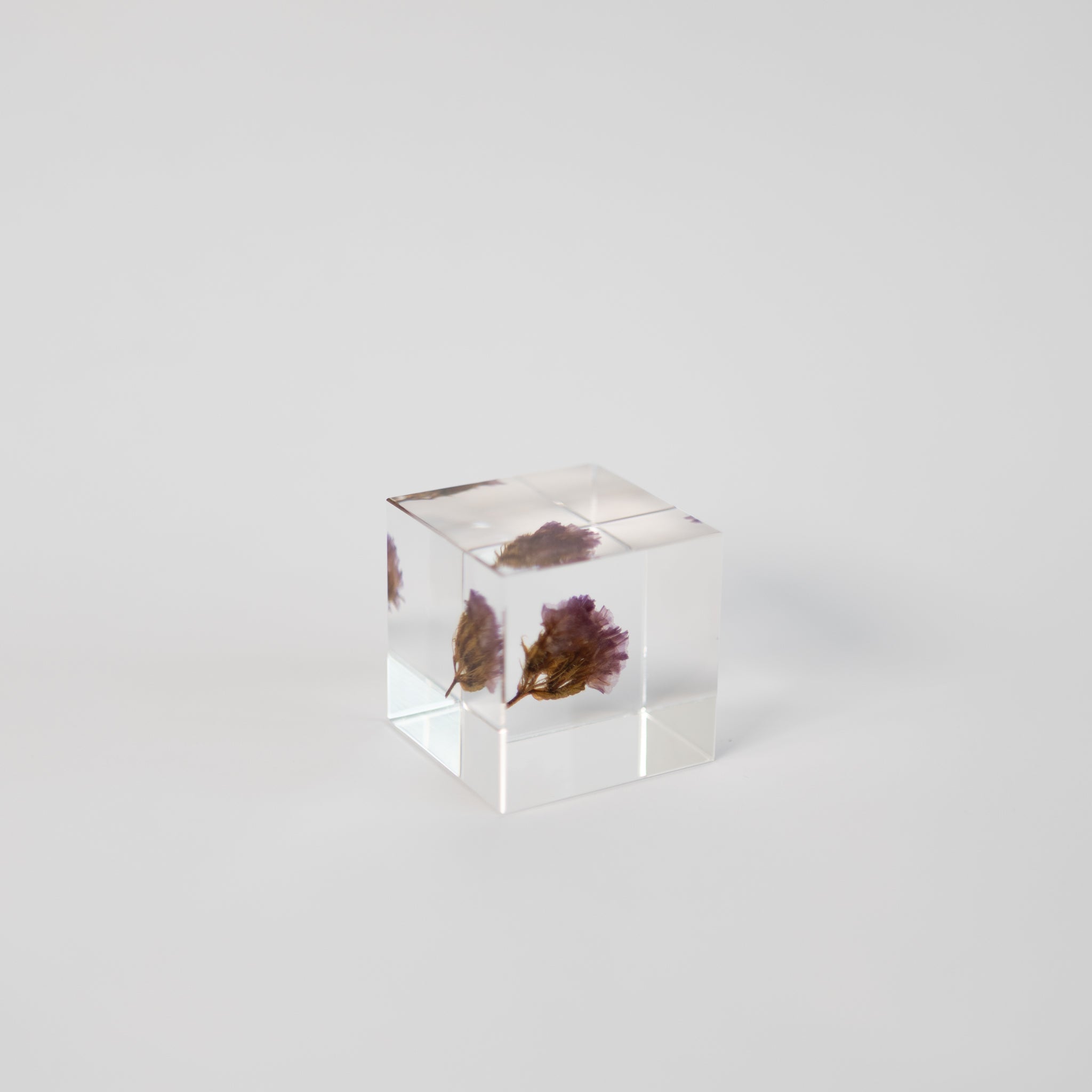 Sola Cubes - Seeds & Plants | Tortoise General Store