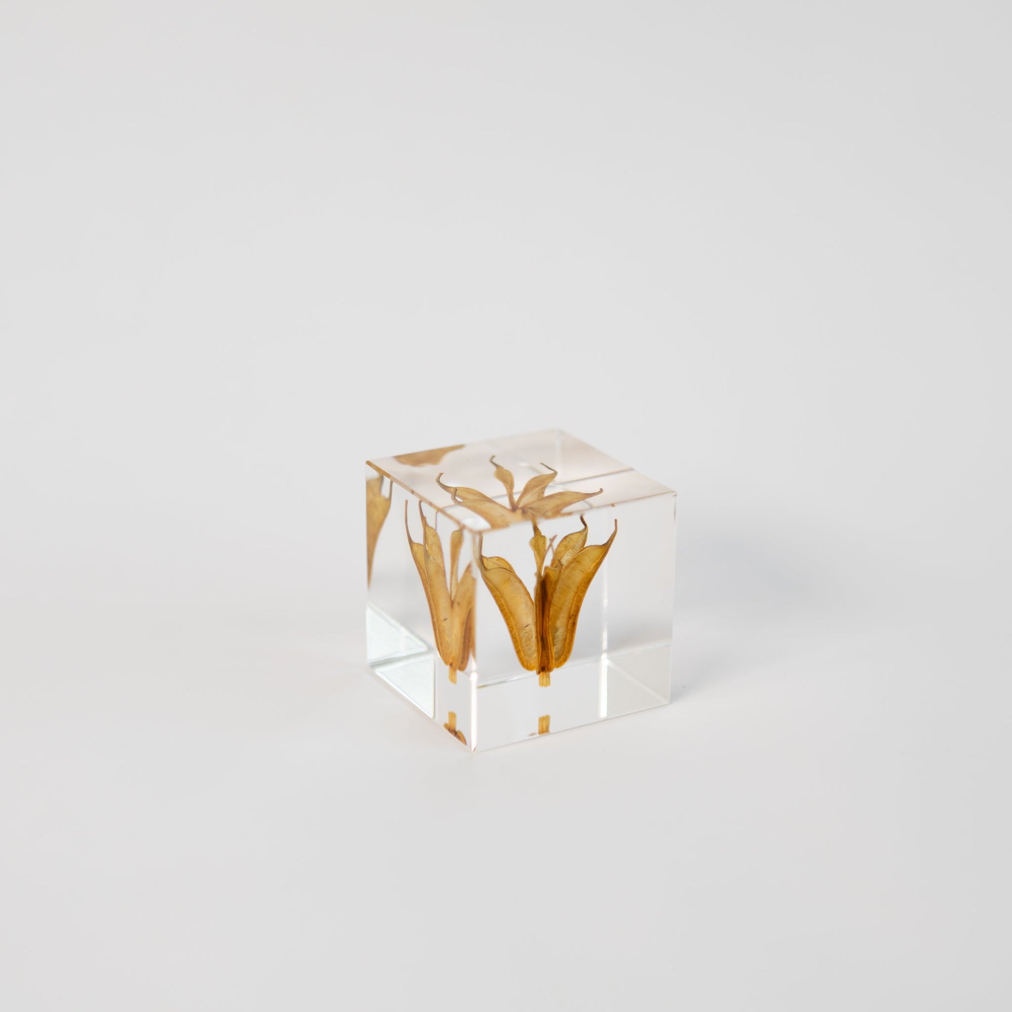 Sola Cubes - Seeds &amp; Plants | Tortoise General Store