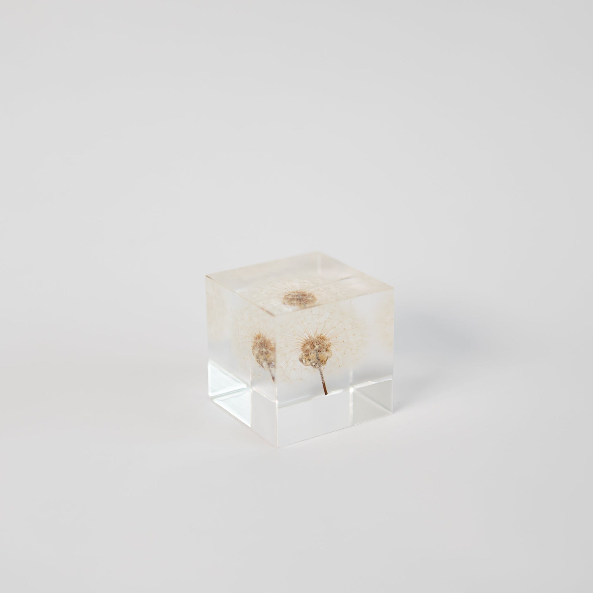 Sola Cubes - Seeds &amp; Plants | Tortoise General Store
