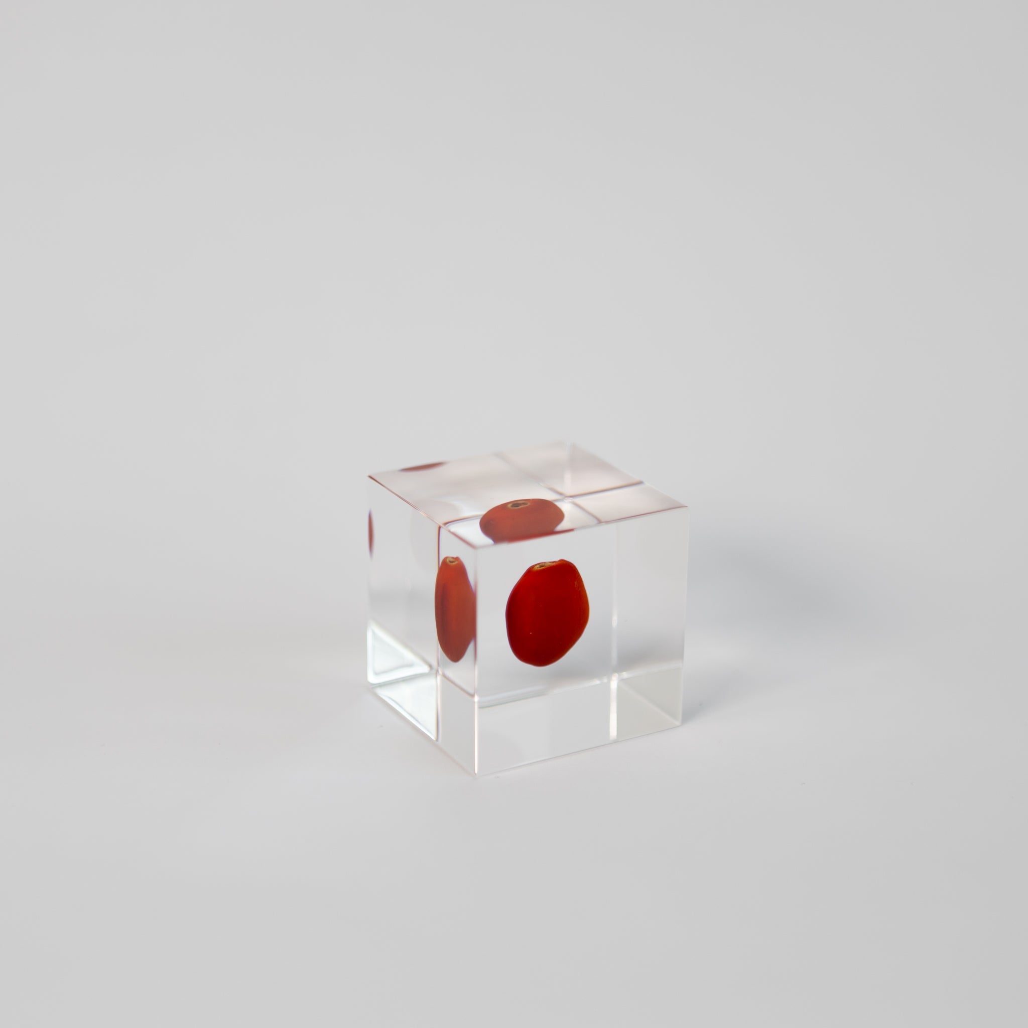 Sola Cubes - Seeds & Plants | Tortoise General Store